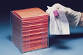 Sticky Image