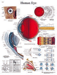 3B ScientificÂ¨ Anatomical Chart Human Eye
