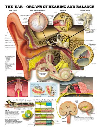 Anatomical Ear-Organs of Hearing and Balance Chart