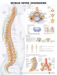 Anatomical Chart Company Anatomical Chart