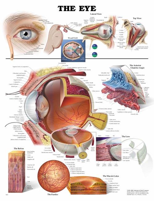 Anatomical Eye Chart