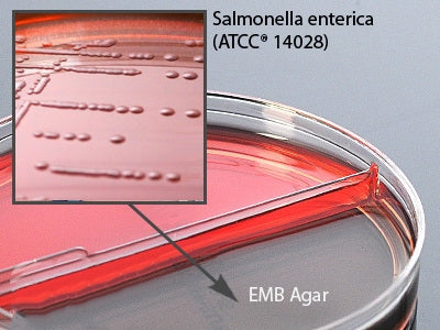 Hardy Diagnostics Agar Bi-Plate Format Prepared Media
