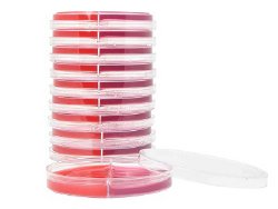 Hardy Diagnostics Blood Agar / MacConkey Biplate Prepared Media