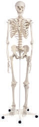 3BÂ¨ Stan Classic Skeleton Model